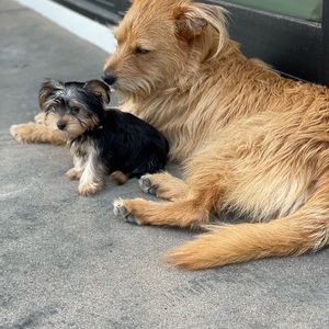 Meet your Posher, Teegan